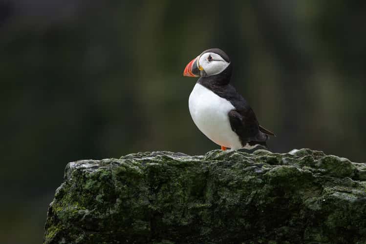 Skellig Michael