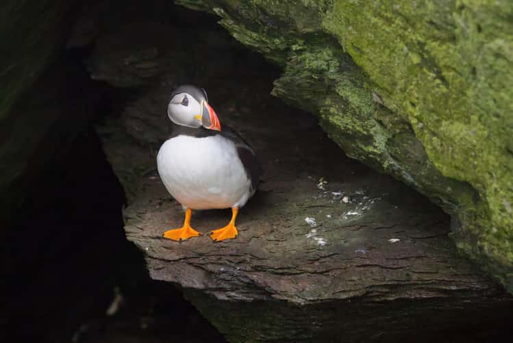 Skellig Michael