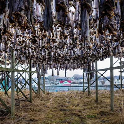 Stockfish Flakes in Henningsvær, Norway