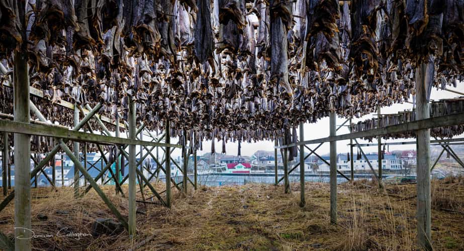 Stockfish Flakes in Henningsvær