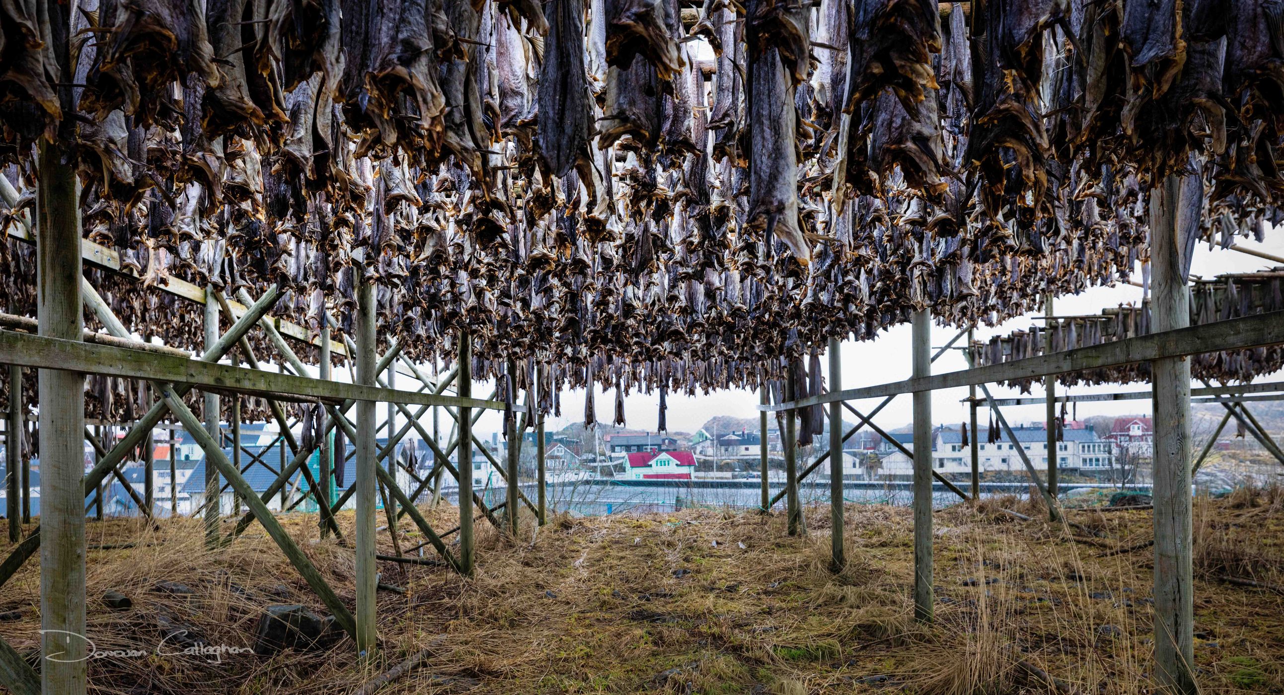 Stockfish Flakes in Henningsvær, Norway