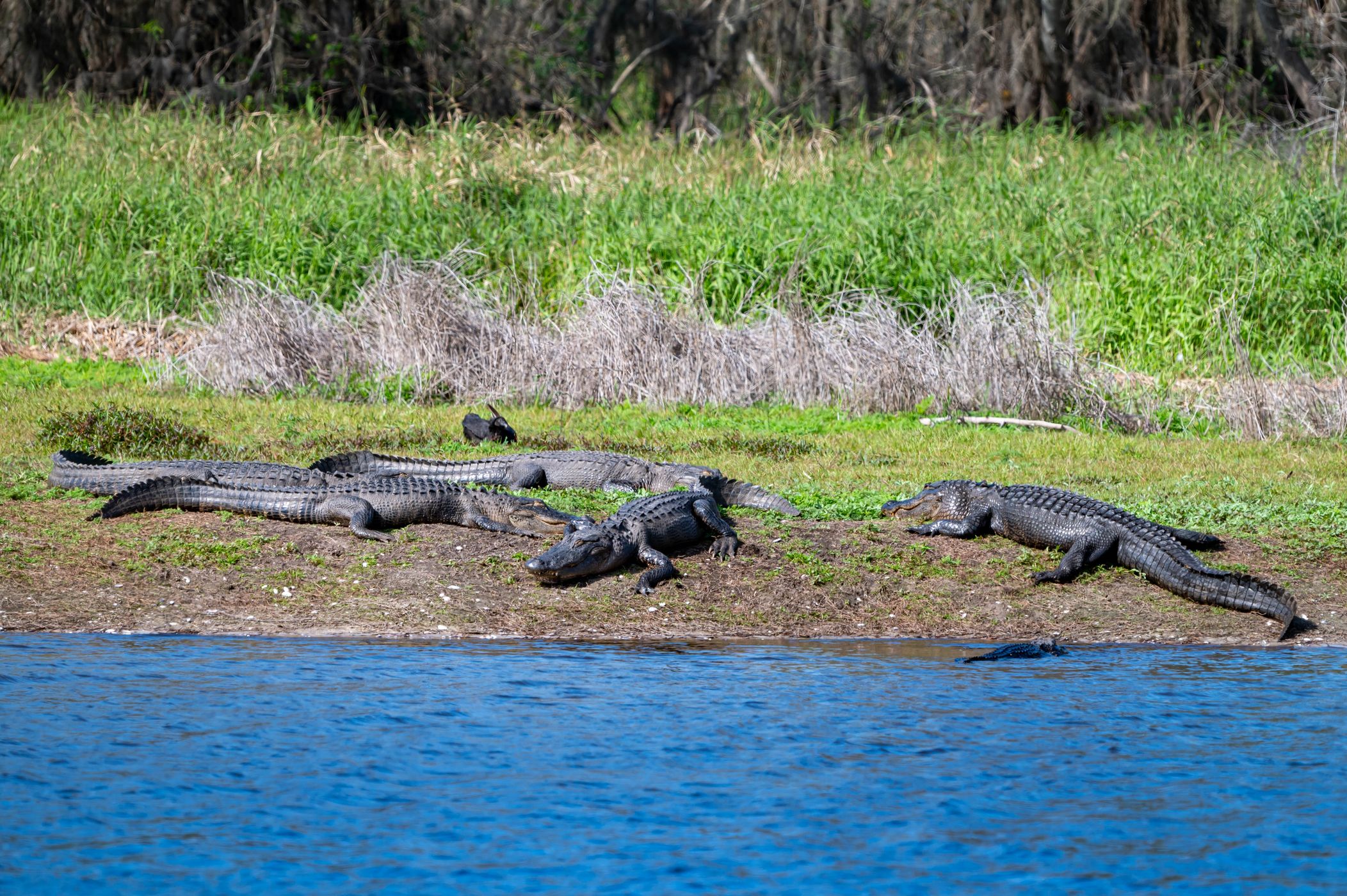 The Myakka Outpost, USA