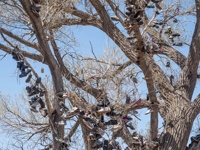 The Shoe Tree
