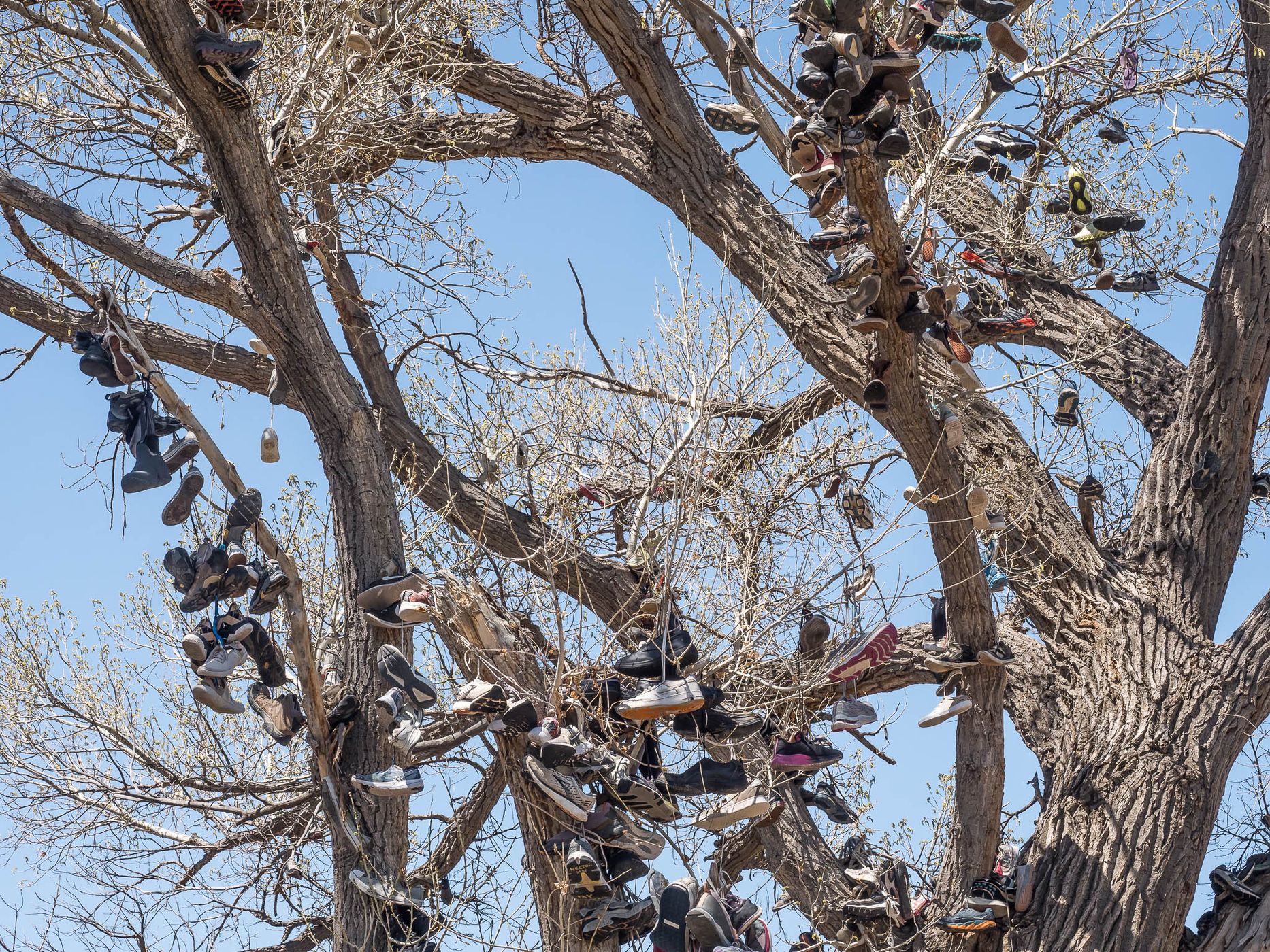 The Shoe Tree, USA