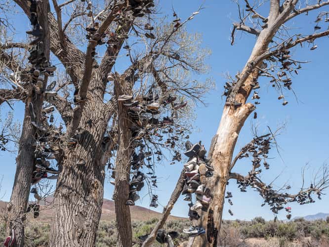 The Shoe Tree
