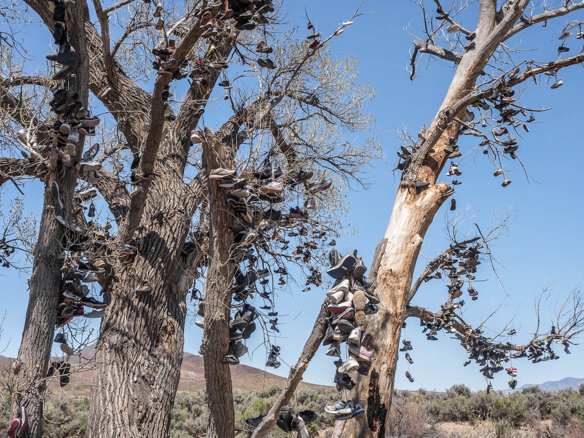 The Shoe Tree, USA