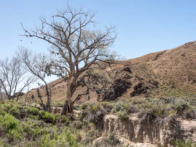 The Shoe Tree