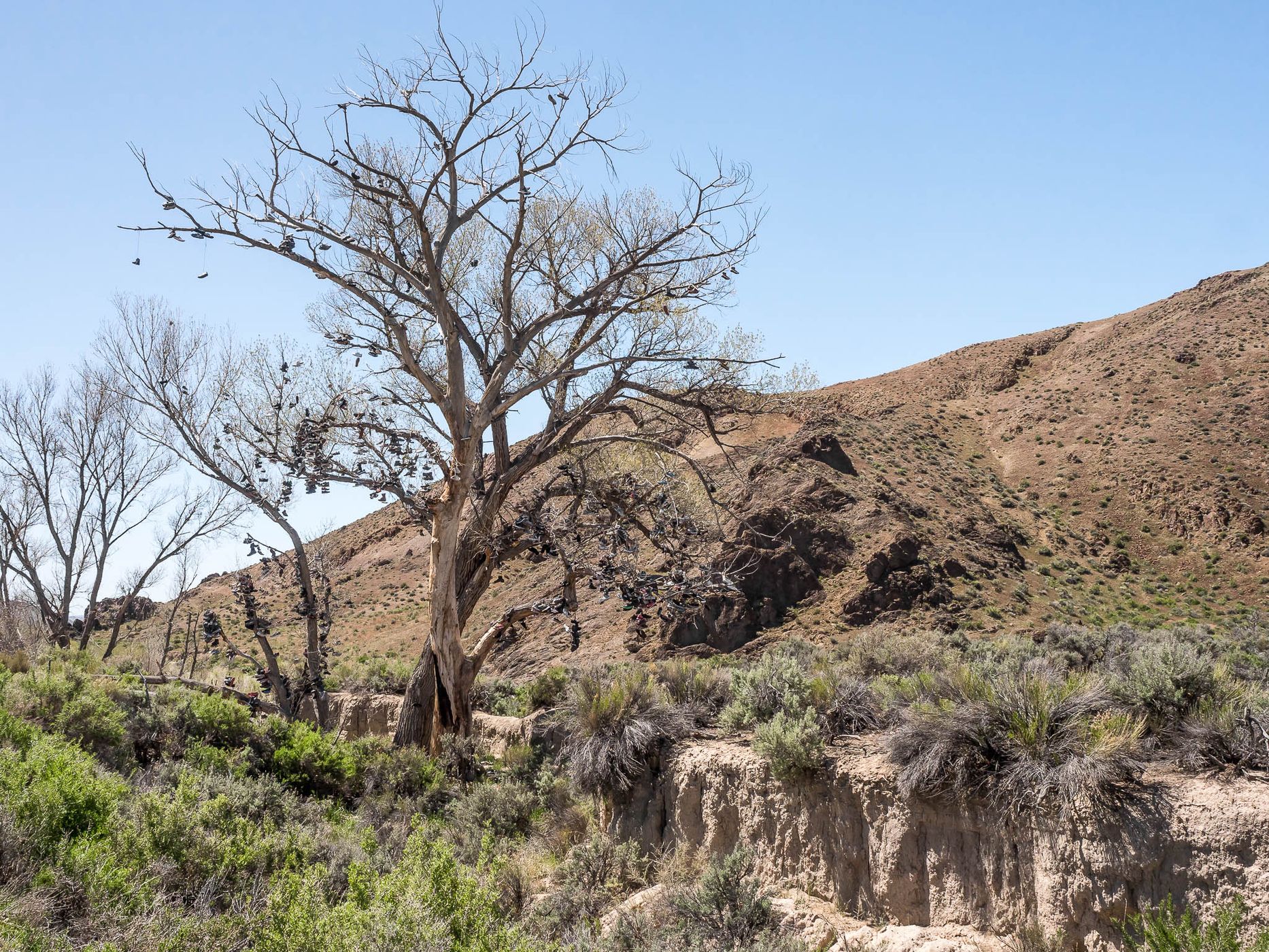 The Shoe Tree, USA