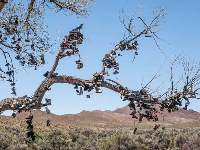 The Shoe Tree