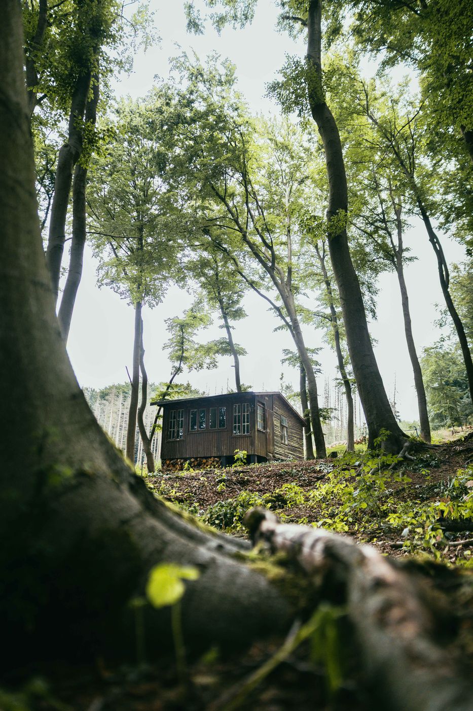 Verborgene Waldhütte, Lienen, Germany