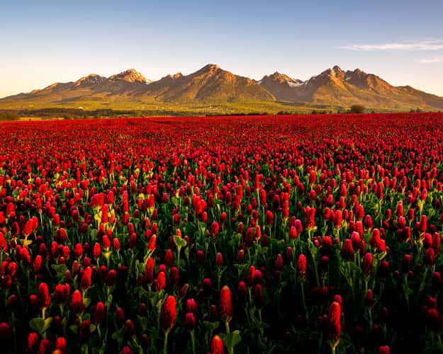 view of the High Tatras