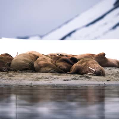 Walrus at Magdalena Fjord, Svalbard & Jan Mayen Islands
