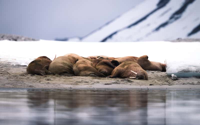 Walrus at Magdalena Fjord