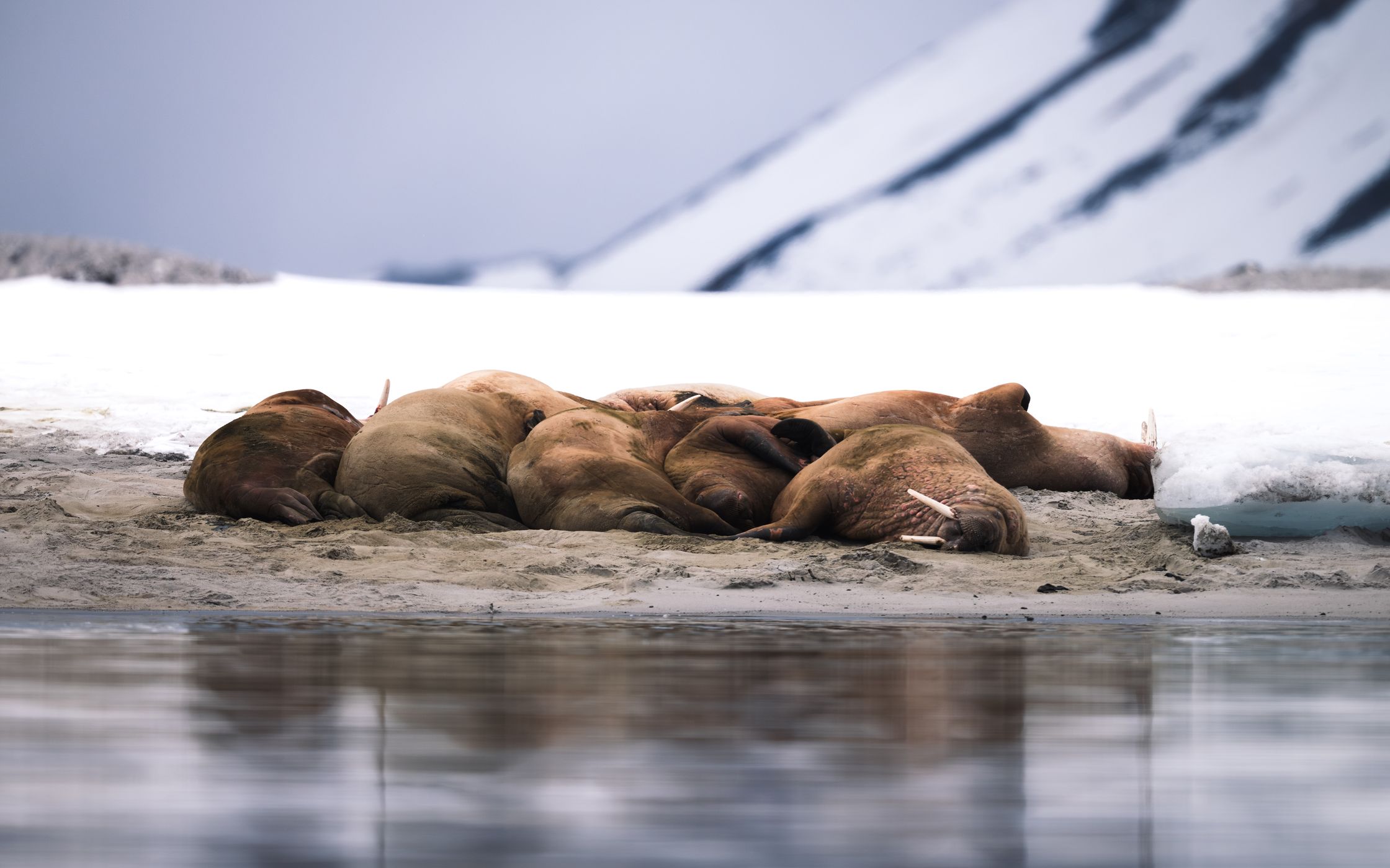 Walrus at Magdalena Fjord, Svalbard & Jan Mayen Islands