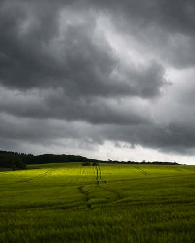 Weierbach, wheat fields
