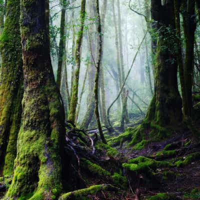 Weindorfers Forest, Australia