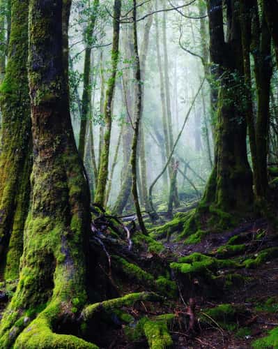 Weindorfers Forest