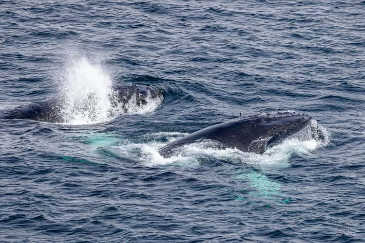 Whale watching from land in Grates Cove