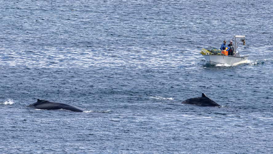 Whale watching from land in Grates Cove