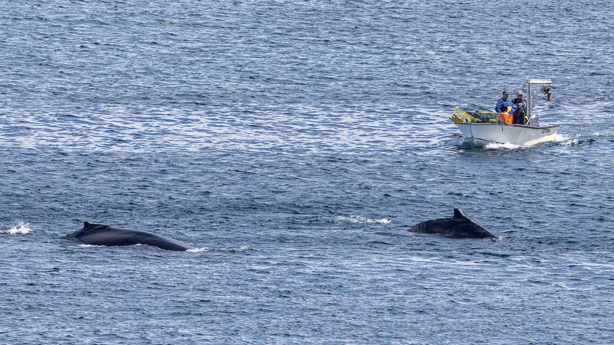 Whale watching from land in Grates Cove, Canada