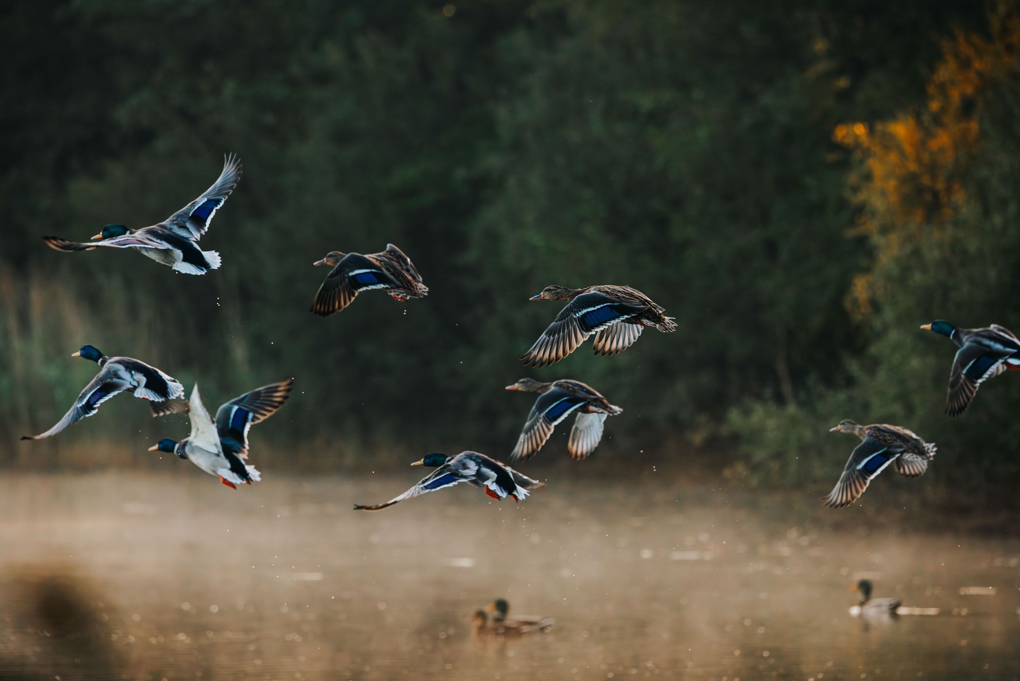 Wildlife at Heiliges Meer, Heupen in Münsterland, Germany
