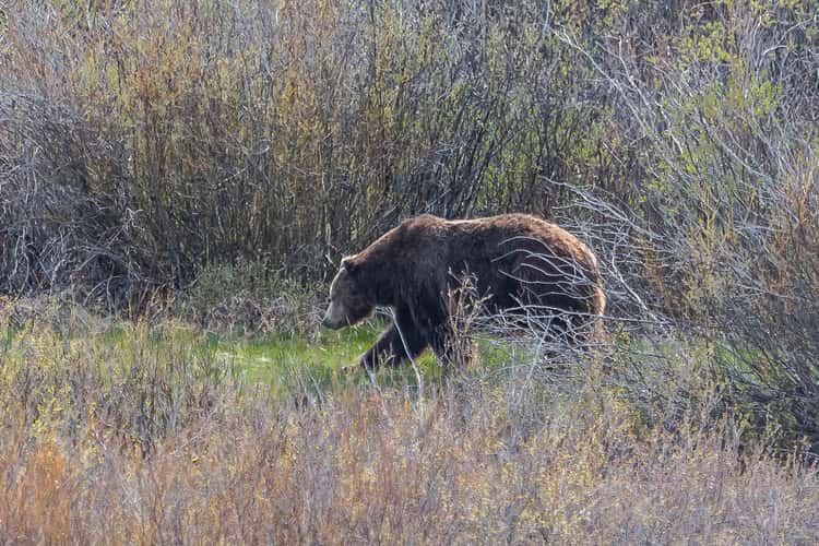Willow Flats, Grand Teton National Park