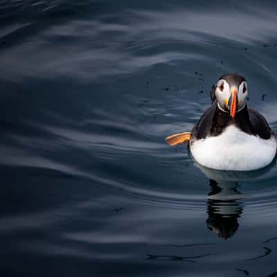 Witless Bay Ecological Reserve from boat, Canada