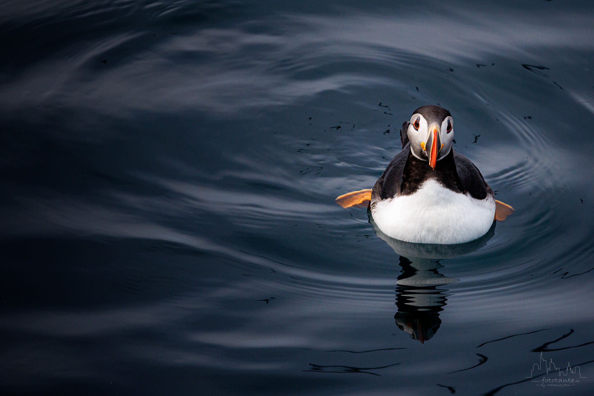 Witless Bay Ecological Reserve from boat, Canada