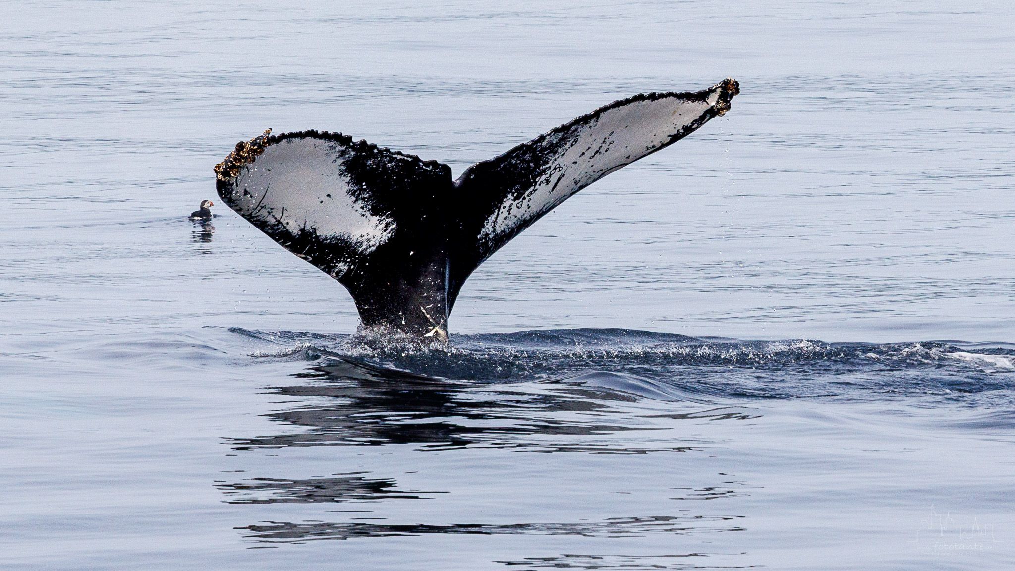 Witless Bay Ecological Reserve from boat, Canada