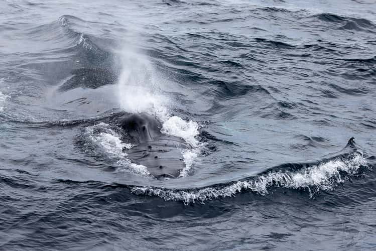 Witless Bay Ecological Reserve from boat