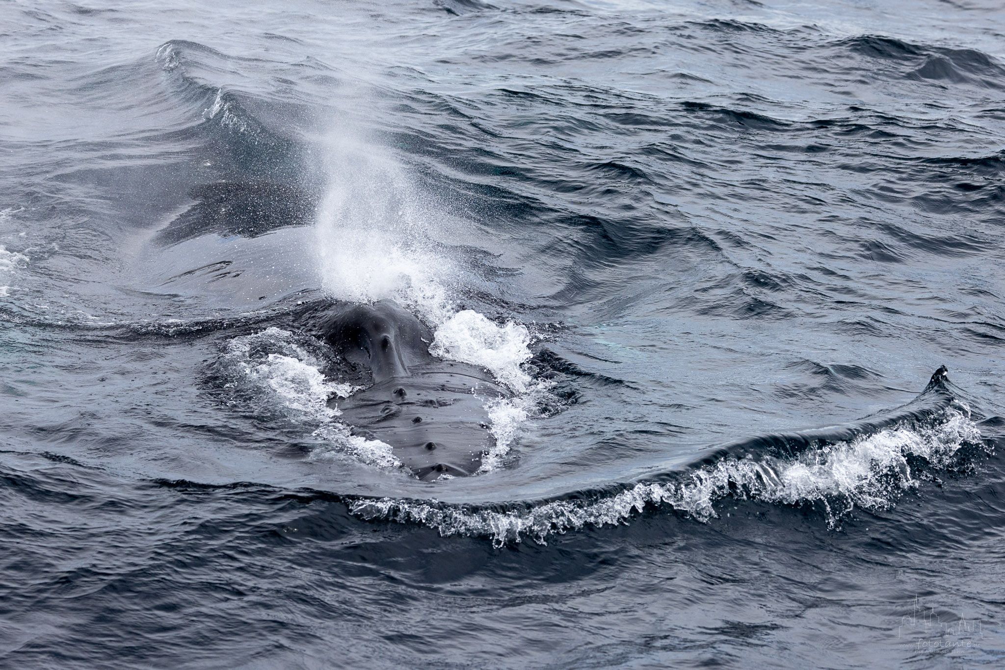 Witless Bay Ecological Reserve from boat, Canada