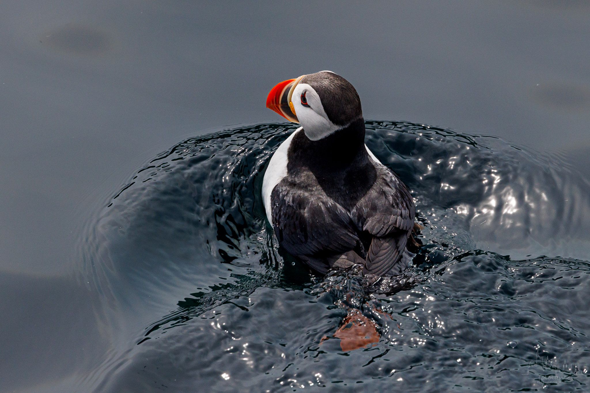 Witless Bay Ecological Reserve from boat, Canada