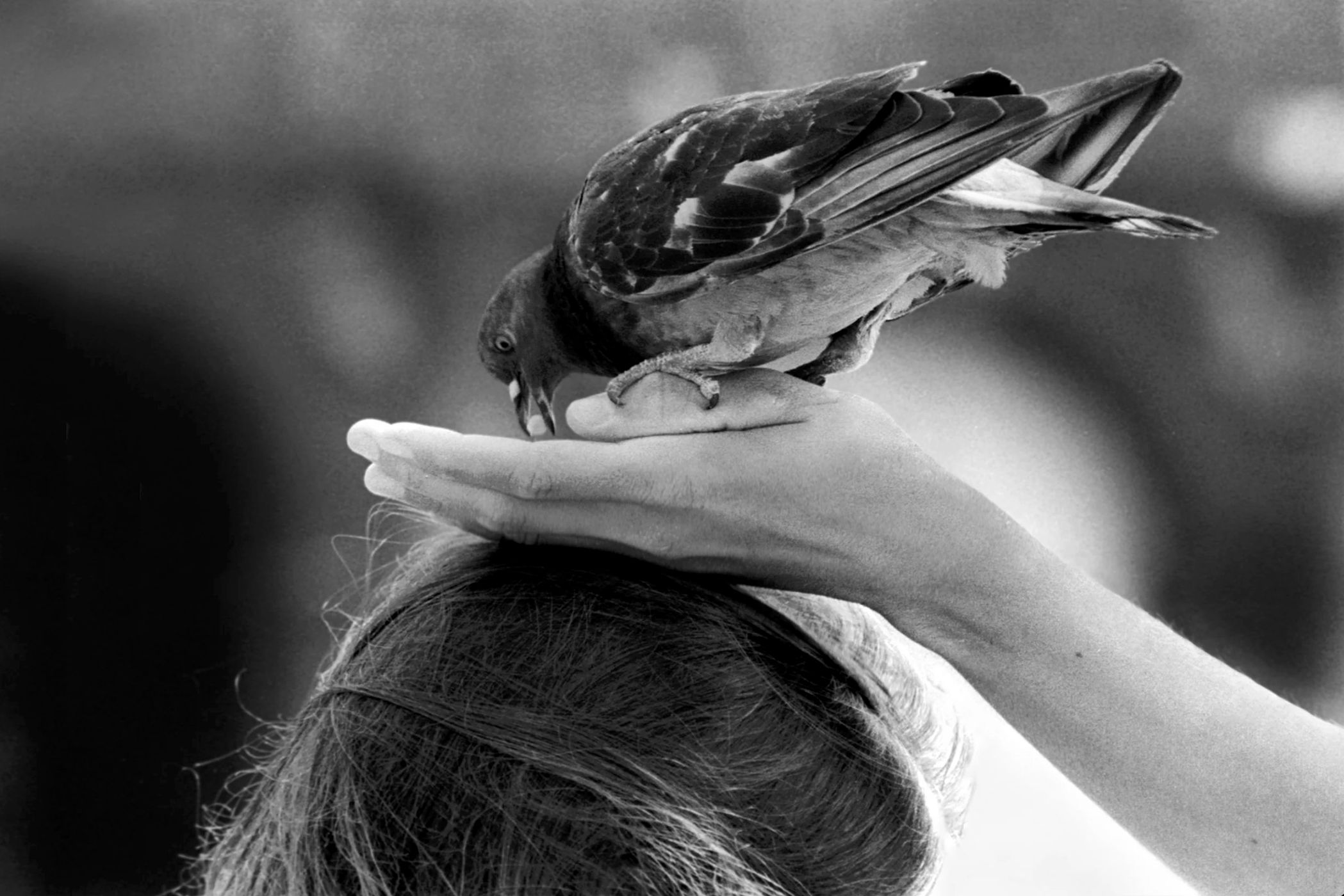 An Act of Trust, Italy