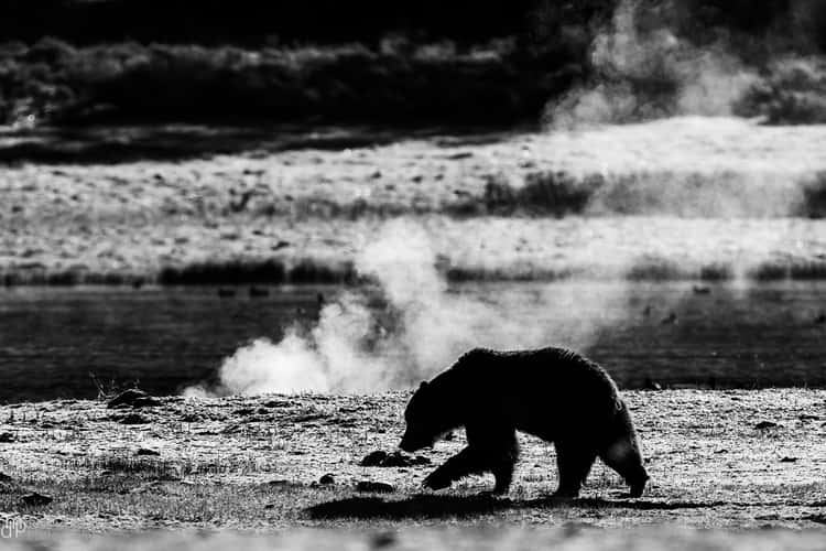 Beach Springs Yellowstone