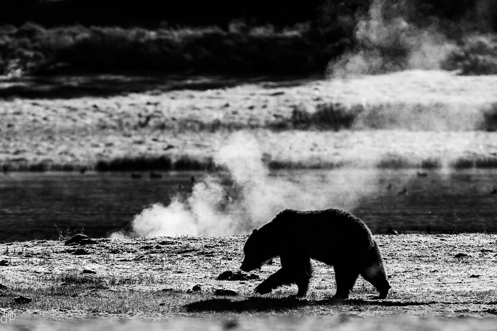 Beach Springs Yellowstone, USA