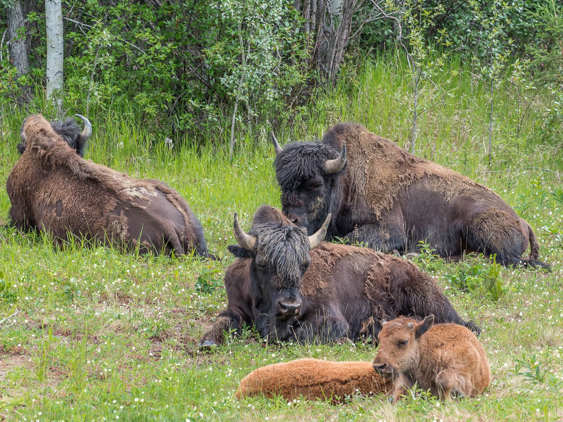 Bison Herd at Alaska Highway, Canada