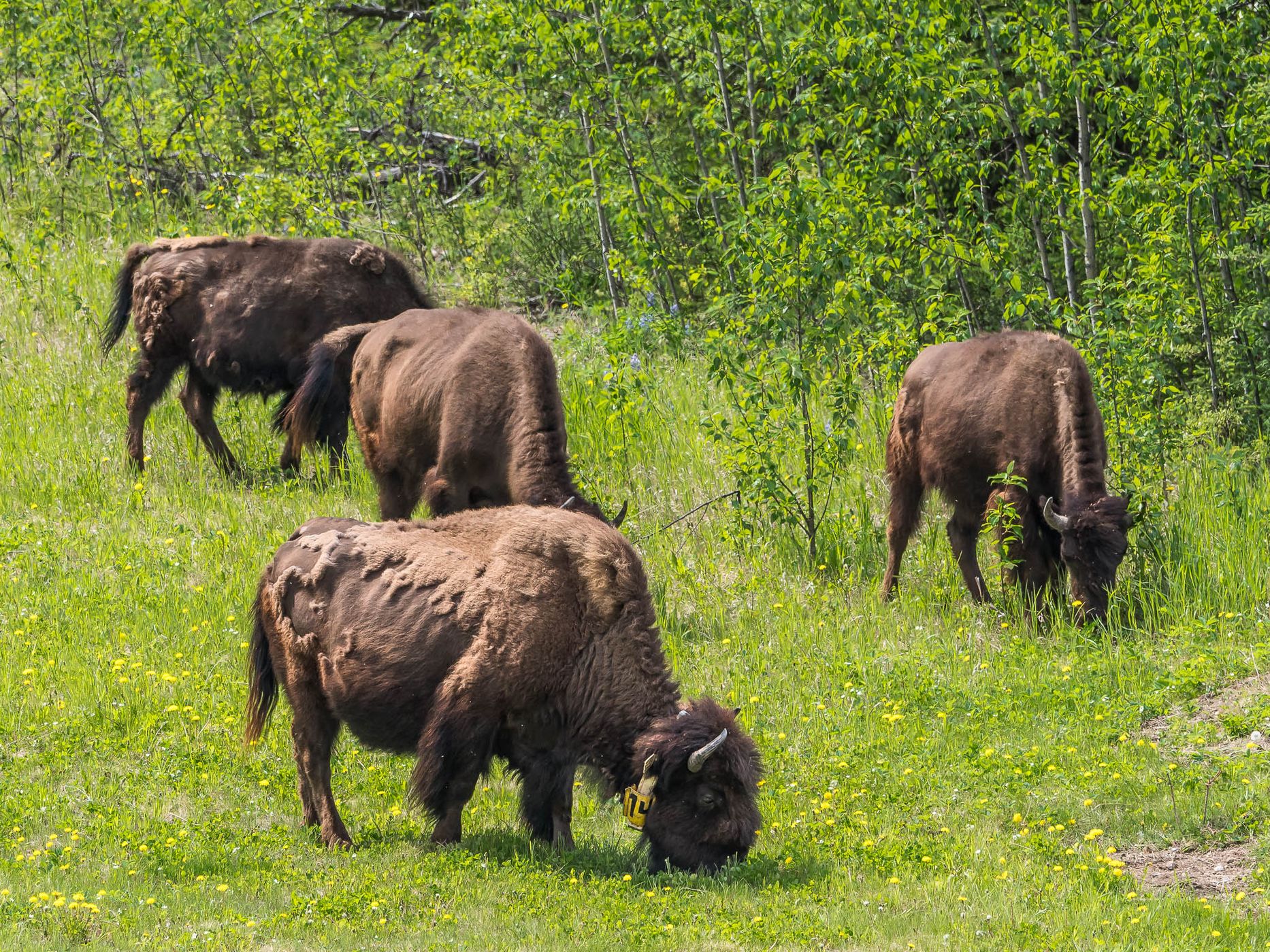 Bison Herd at Alaska Highway, Canada