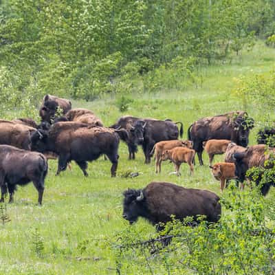 Bison Herd at Alaska Highway, Canada