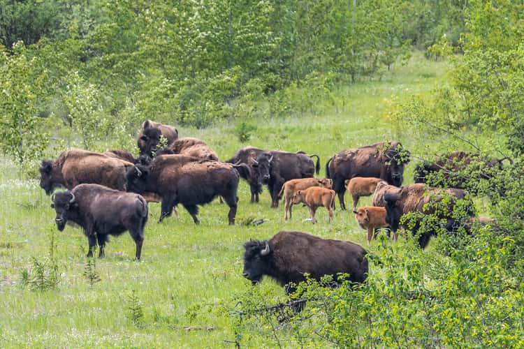 Bison Herd at Alaska Highway