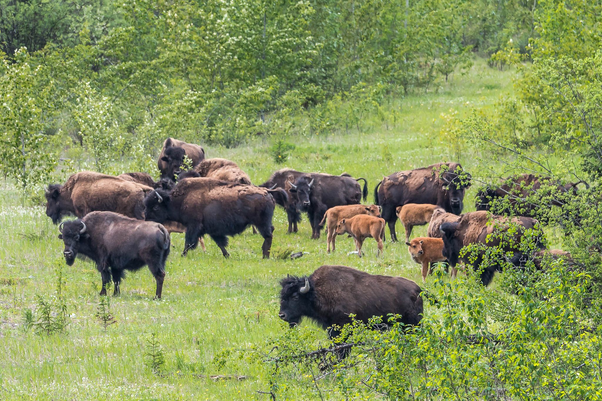 Bison Herd at Alaska Highway, Canada
