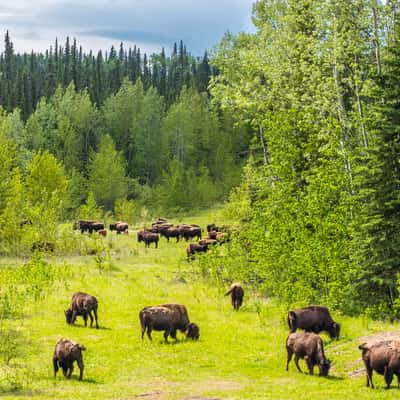 Bison Herd at Alaska Highway, Canada