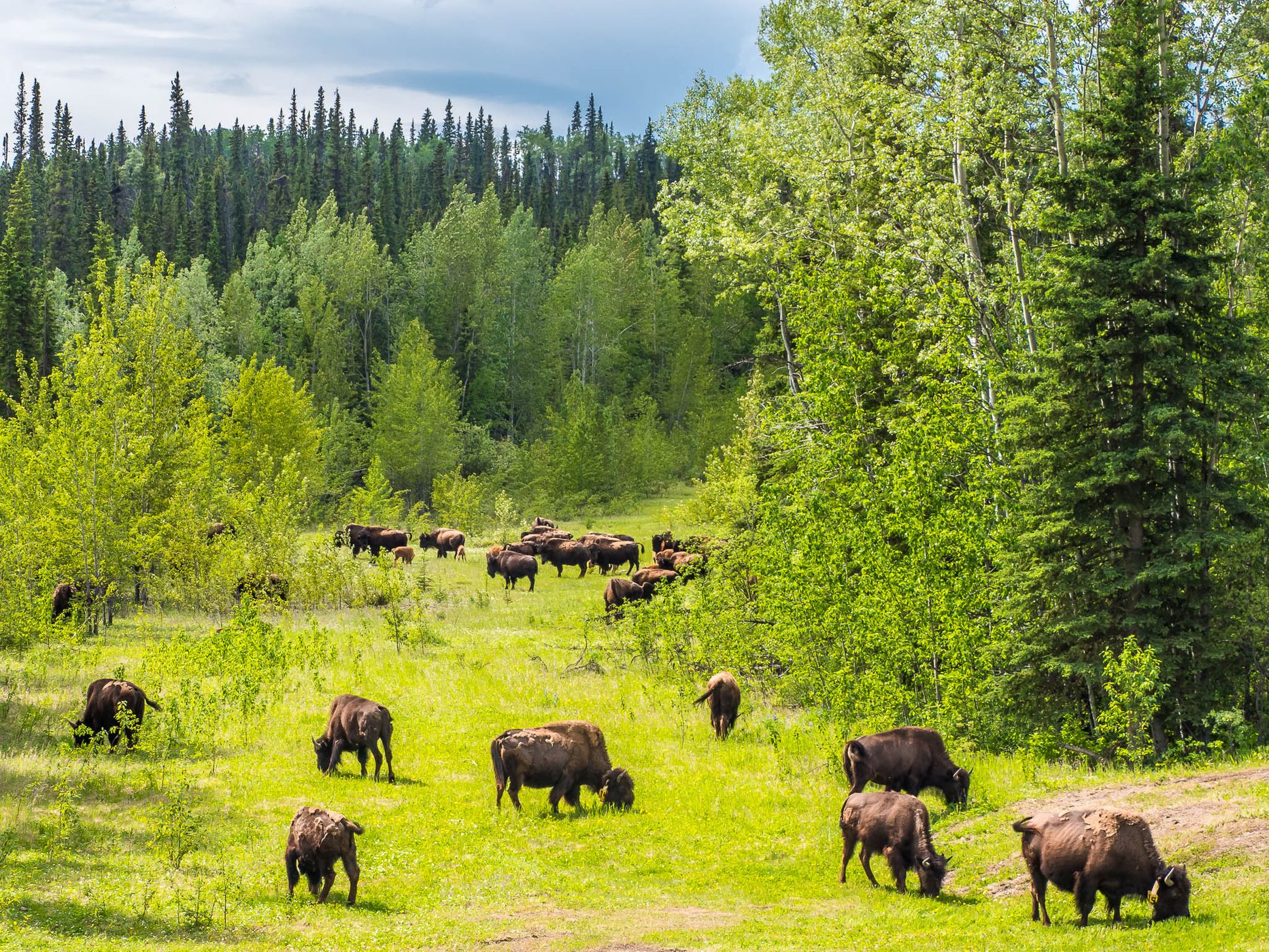 Bison Herd at Alaska Highway, Canada