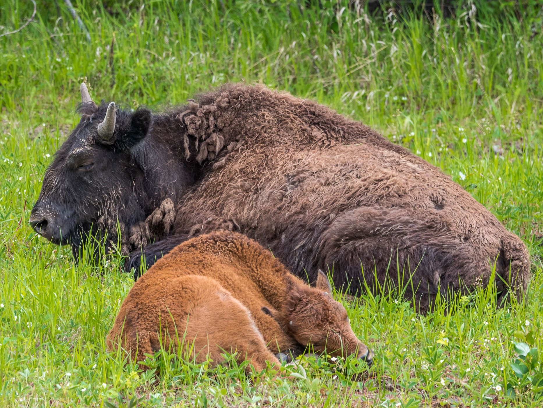 Bison Herd at Alaska Highway, Canada