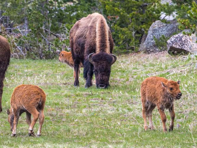 Bison Herd off West Entrance Road