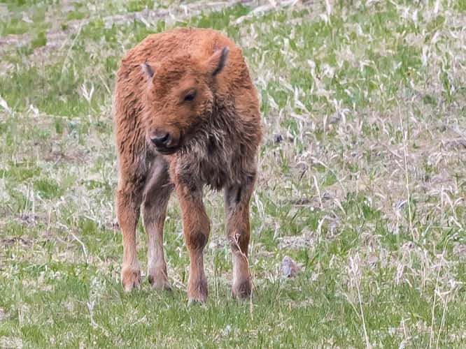 Bison Herd off West Entrance Road