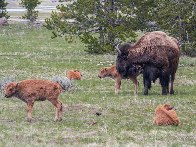 Bison Herd off West Entrance Road