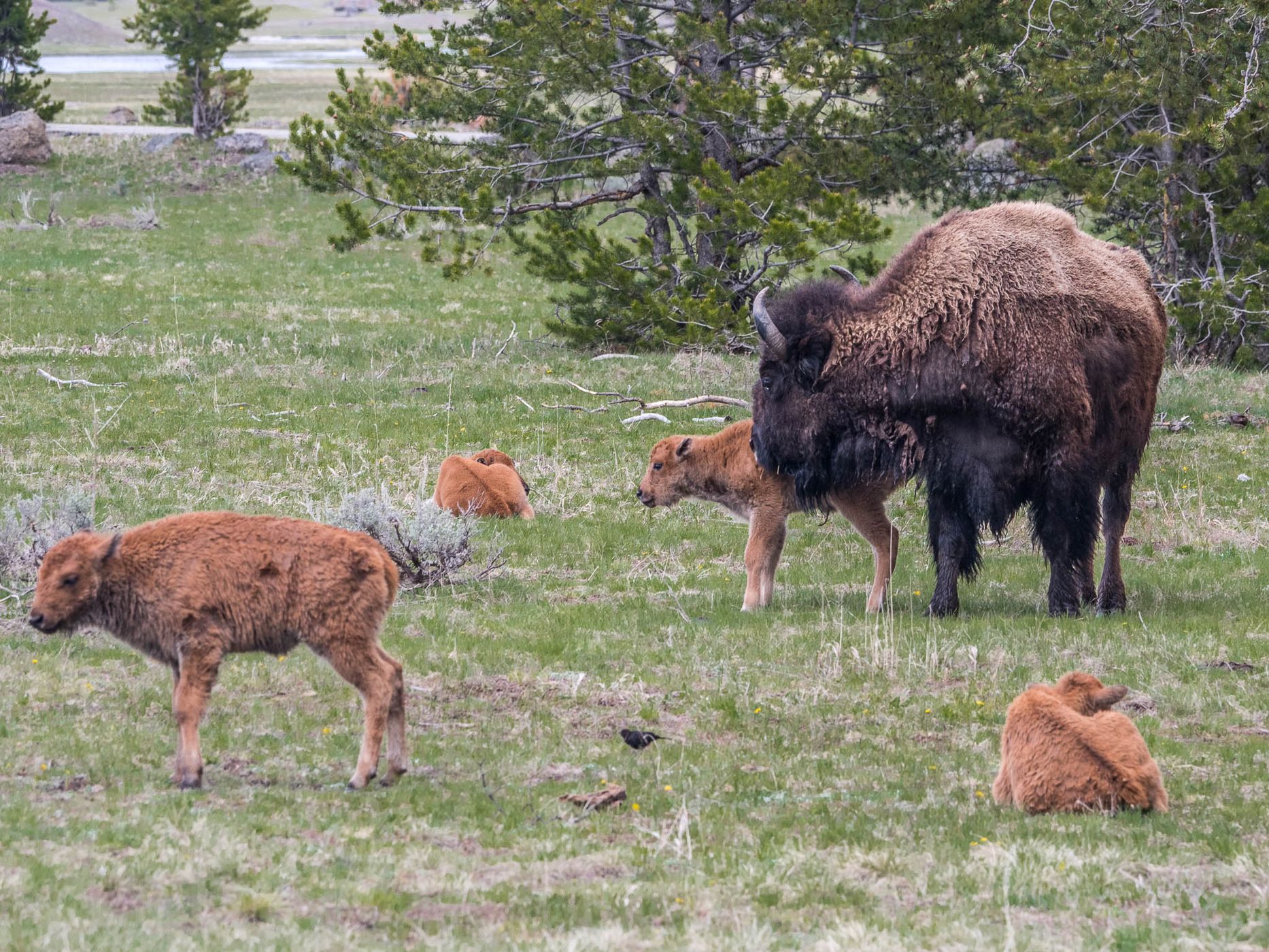 Bison Herd off West Entrance Road, USA