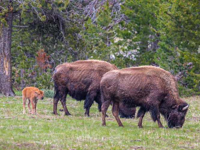 Bison Herd off West Entrance Road