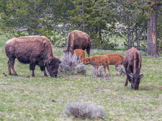 Bison Herd off West Entrance Road