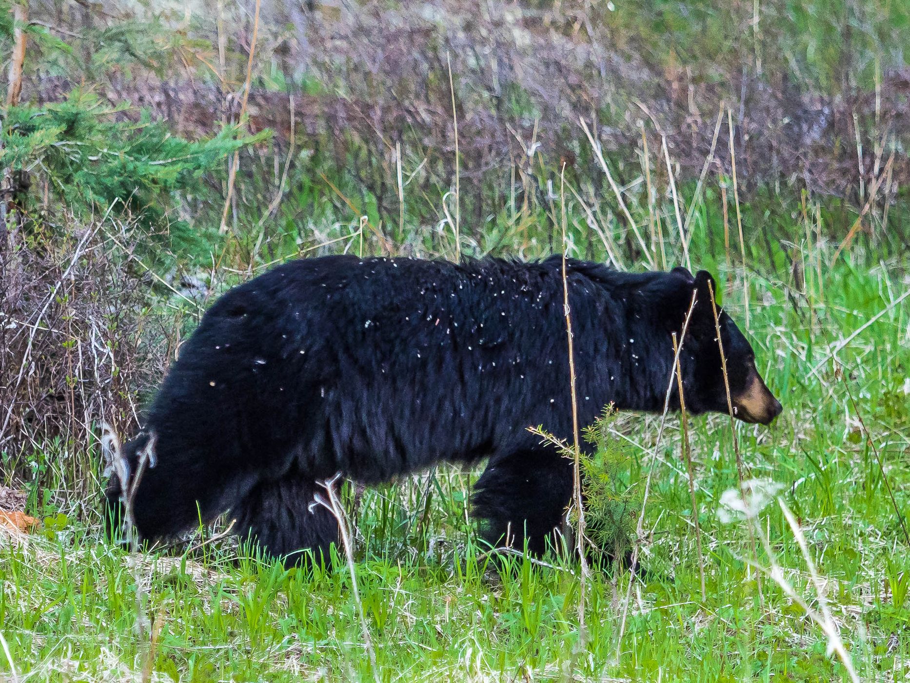 Black Bear and Cub near Tower Junction, USA